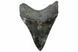 Fossil Megalodon Tooth - South Carolina #315452-1